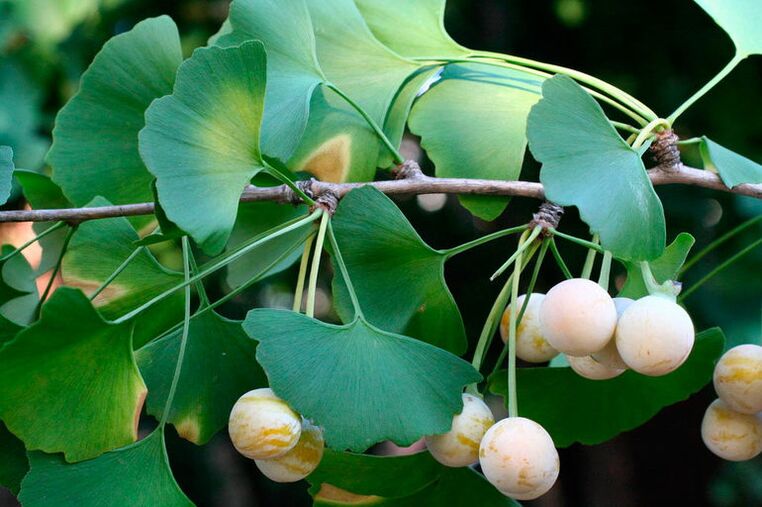 Ginkgo biloba is an exotic herb for improving potency