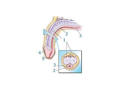 penile structure