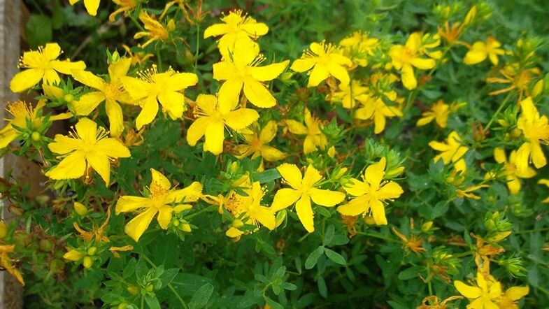 What herbs increase the potency of a man