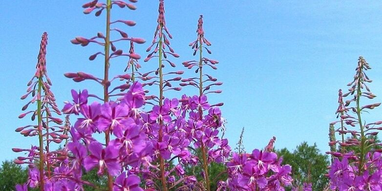 herbs to enhance male potency